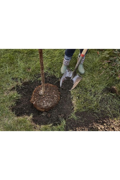 Посадка Персика Вайн Голд