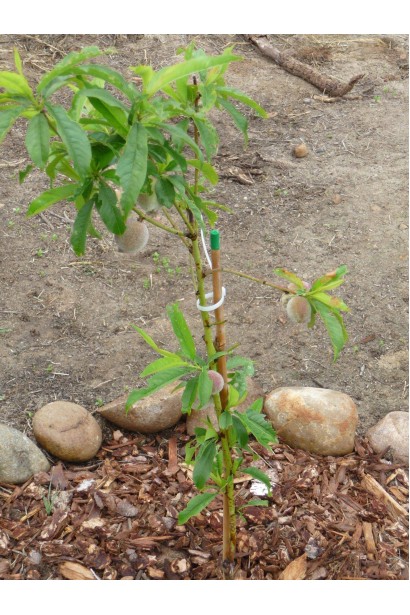 Персик Вайн Голд - самоплідний сорт із соковитими плодами