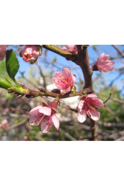 Ніжно-рожеві квіти персика Вайн Голд