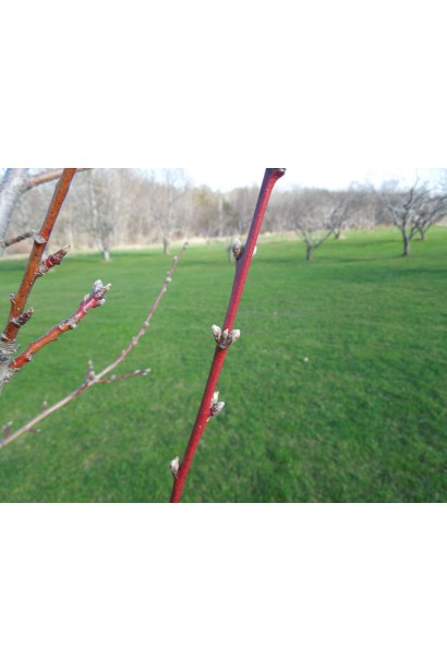 Персик Вайн Голд (середній)