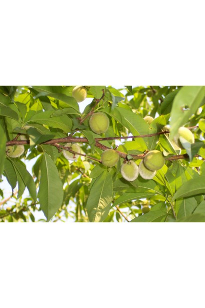 Персик Вайн Голд - плоди з ніжною шкіркою та легким опушенням