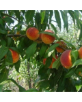 Персик Вайн Голд (средний) | Персик Вайн Голд (середній) | Prunus persica Vine Gold