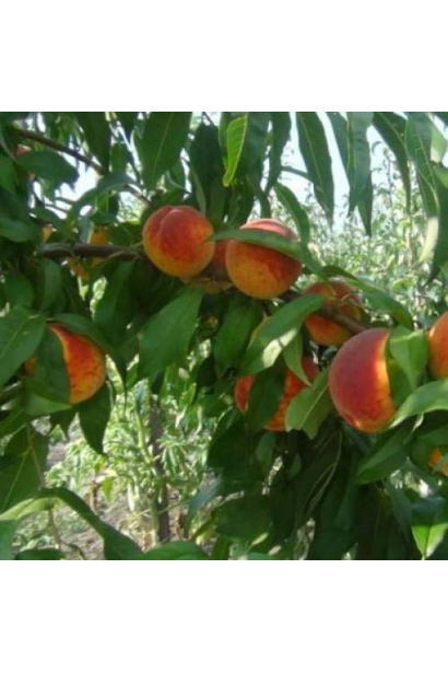 Вайн Голд - круглі плоди жовто-помаранчевого відтінку