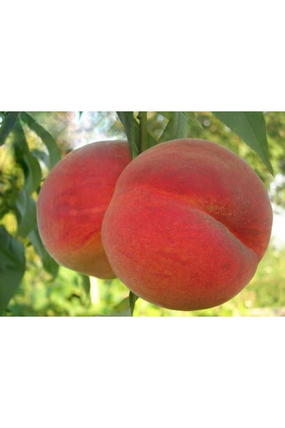 Prunus persica Vine Gold