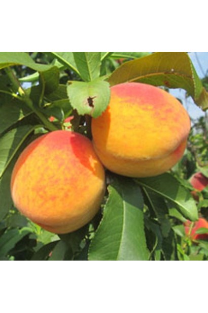 Персик жовтий Вайн Голд
