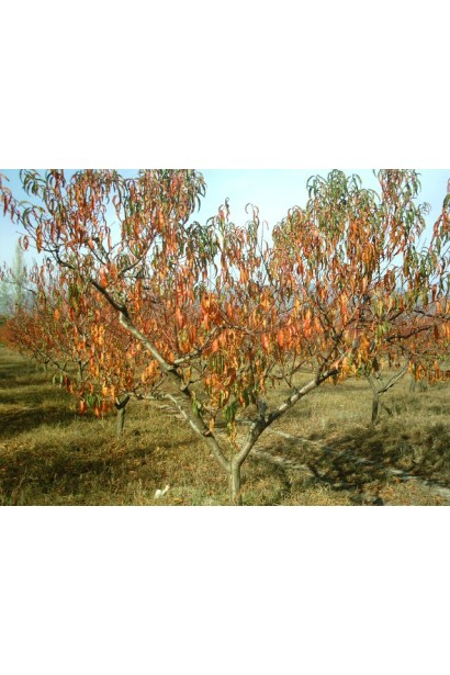 Персик Вайн Голд (середній) восени