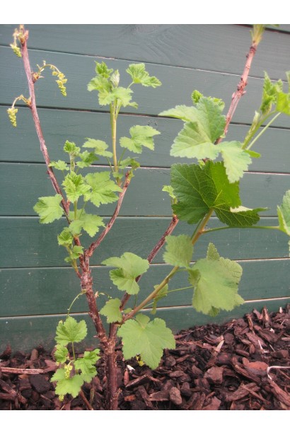 Смородина красная Десертная – компактный ранний сорт для дачи