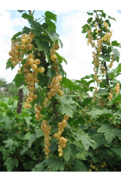 Ribes niveum Desertna – куст с блестящими листьями и ягодами.