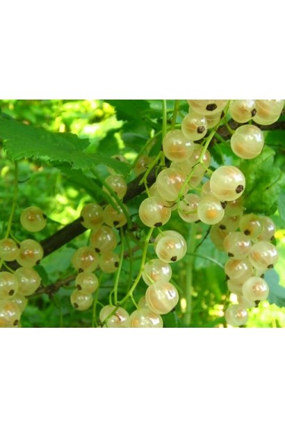 Смородина красная Десертная – сладкий ранний сорт