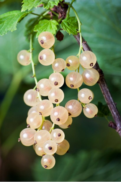 Ribes niveum Desertna – ранний сорт с большими плодами