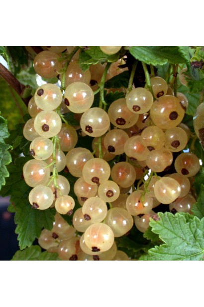 Ягоды смородины красной Десертной