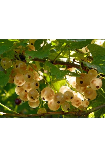 Смородина красная Десертная (ранняя) 