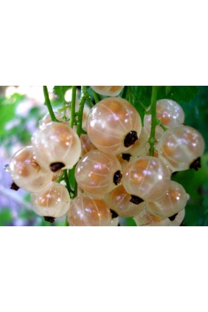 Смородина красная Десертная – сочный вкус лета