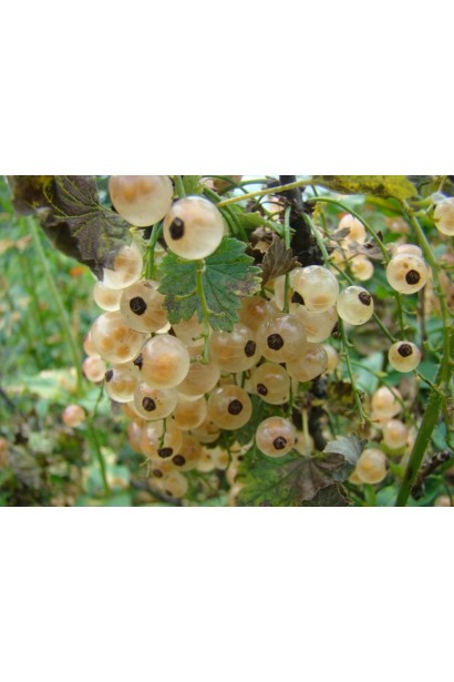 Ribes niveum Desertna – обильный урожай белых ягод