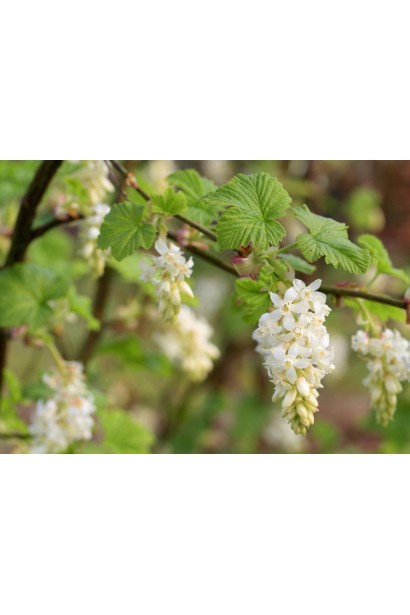 Смородина красная Десертная – ранний сорт с яркими ягодами