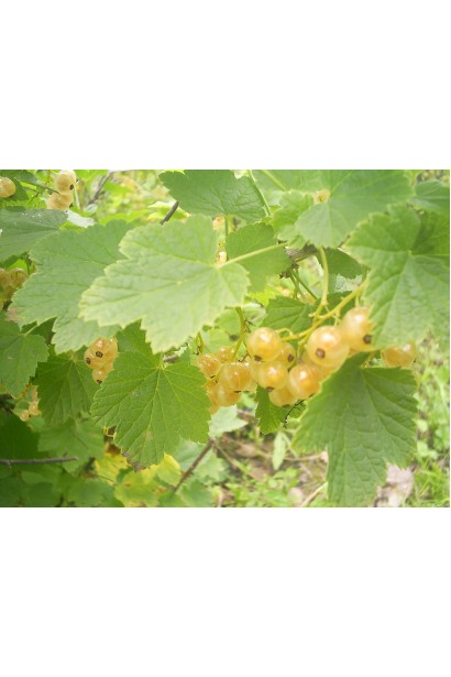 Смородина красная Десертная – куст с сочными плодами