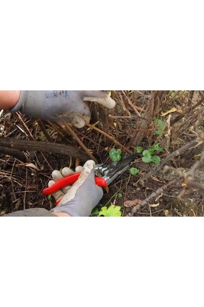 Смородина красная Десертная