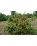 Смородина червона Чародійка (пізня) | Смородина красная Чародейка (поздняя) | Ribes rubrum Charodyka