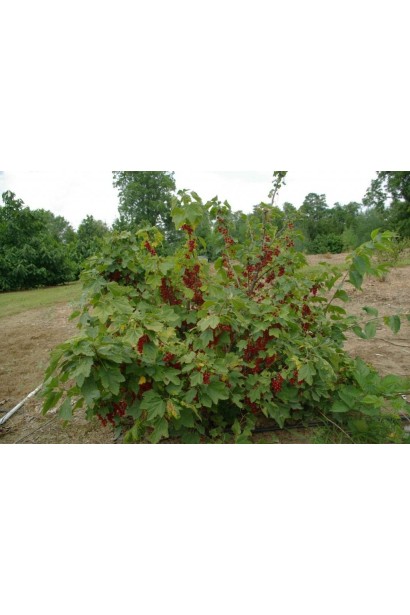 Ribes rubrum Charodyka – куст с декоративным видом