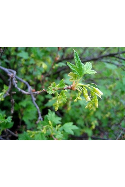 Смородина красная Чародейка – ягодный куст для сада и огорода