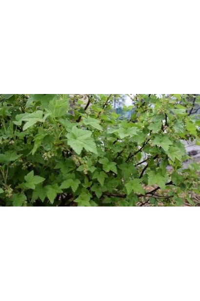 Смородина красная Чародейка (поздняя)