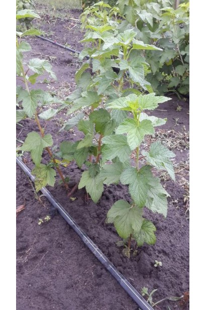 Смородина красная Чародейка – сорт с длинным сроком созревания