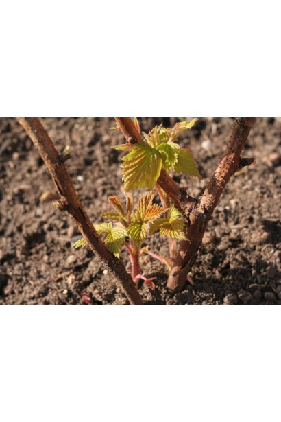 Смородина Чародейка