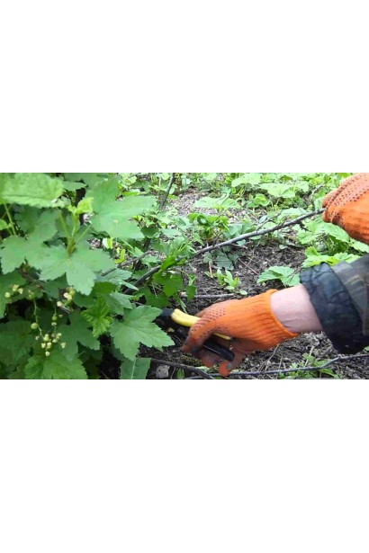 Смородина красная Чародейка (поздняя)