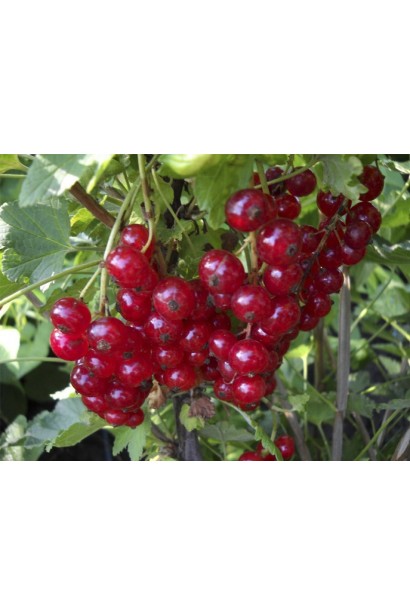 Смородина Чародейка – поздний сорт с насыщенным вкусом