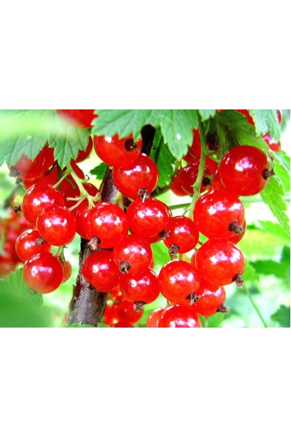 Смородина Чародейка – поздний сорт с высокой урожайностью