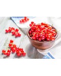 Смородина красная Чародейка (поздняя) | Смородина червона Чародійка (пізня) | Ribes rubrum Charodyka