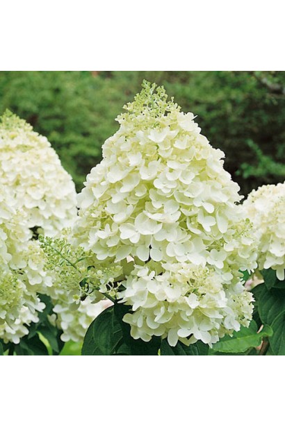 Біла гортензія 
