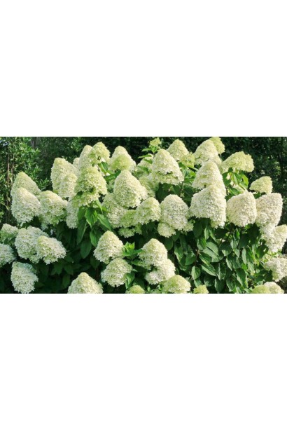 Hydrangea Silver Dollar