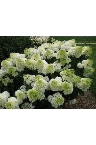 Гортензія Silver Dollar 