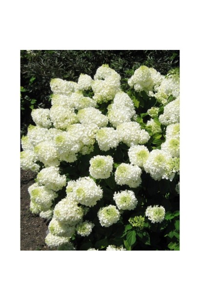 Гортензія Сільвер Долар рясне цвітіння
