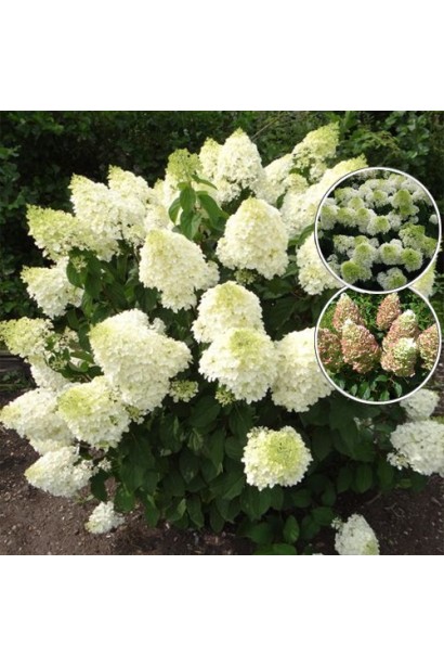 Hydrangea paniculata Silver Dollar