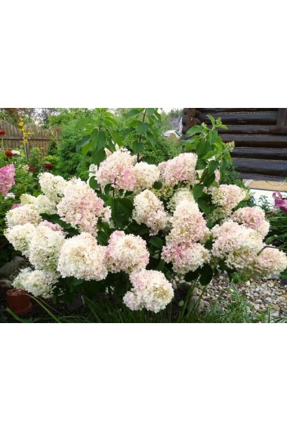 Гортензія Сільвер Долар в ландшафті