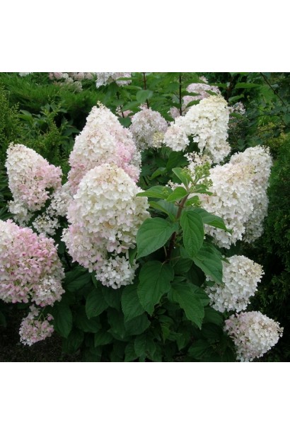 Гортензія Сільвер Долар  конусоподібні білі суцвіття
