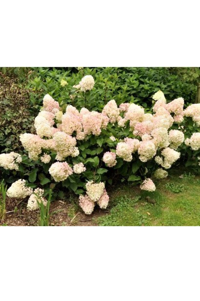 Гортензія Срібний долар