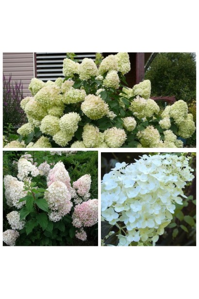 Гортензія волотиста Сільвер Долар 