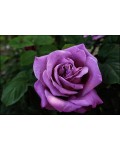 Троянда витка Блю Мун | Роза плетистая Блю Мун | Rosa сlimbing Вlue Mооn