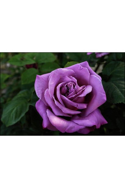 Троянда плетиста Блю Мун 