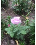 Троянда витка Блю Мун | Роза плетистая Блю Мун | Rosa сlimbing Вlue Mооn