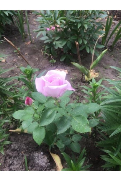 Троянда Блю Мун – унікальні пастельні бутони.