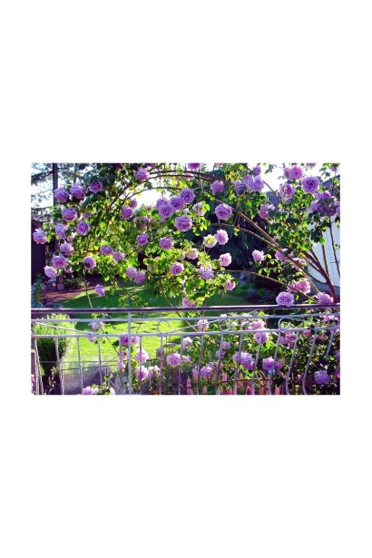 Blue Moon climbing rose – розкішні бузкові квіти для саду.