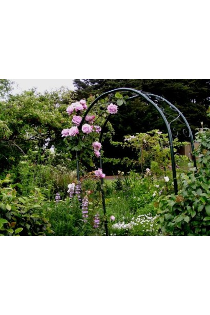 Троянда Блю Мун – ідеальний вибір для арок і альтанок.