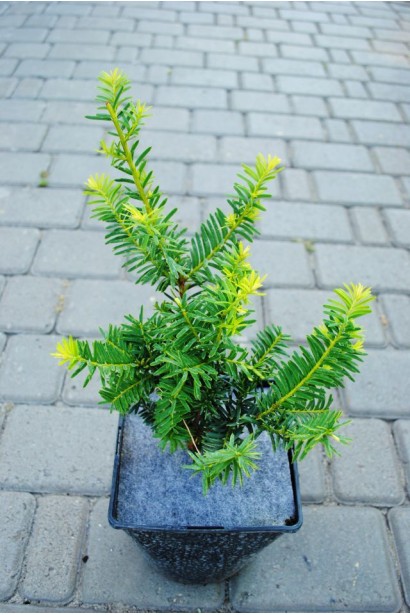 Тис ягідний Саммерголд в контейнері