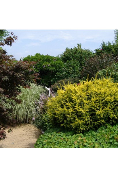 Сонячний акцент у саду — тис Саммерголд.