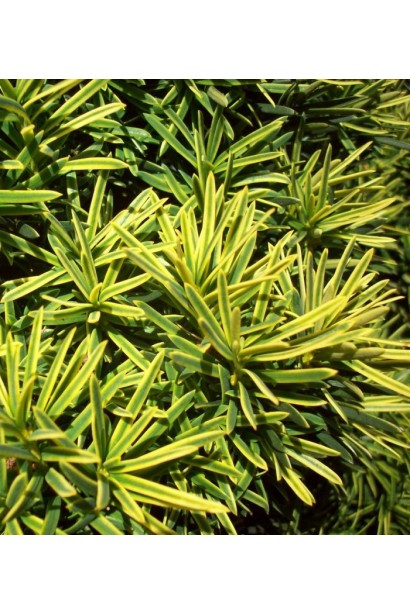 Тис ягідний Саммерголд із золотистими відтінками.