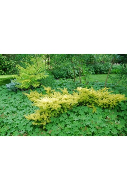 Тис Саммерголд для створення кольорових композицій.